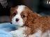 PoulaTo: Cavalier King Charles Spaniel